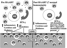 Highly active antiretroviral therapy (HAART) and HIV-related lung disorders